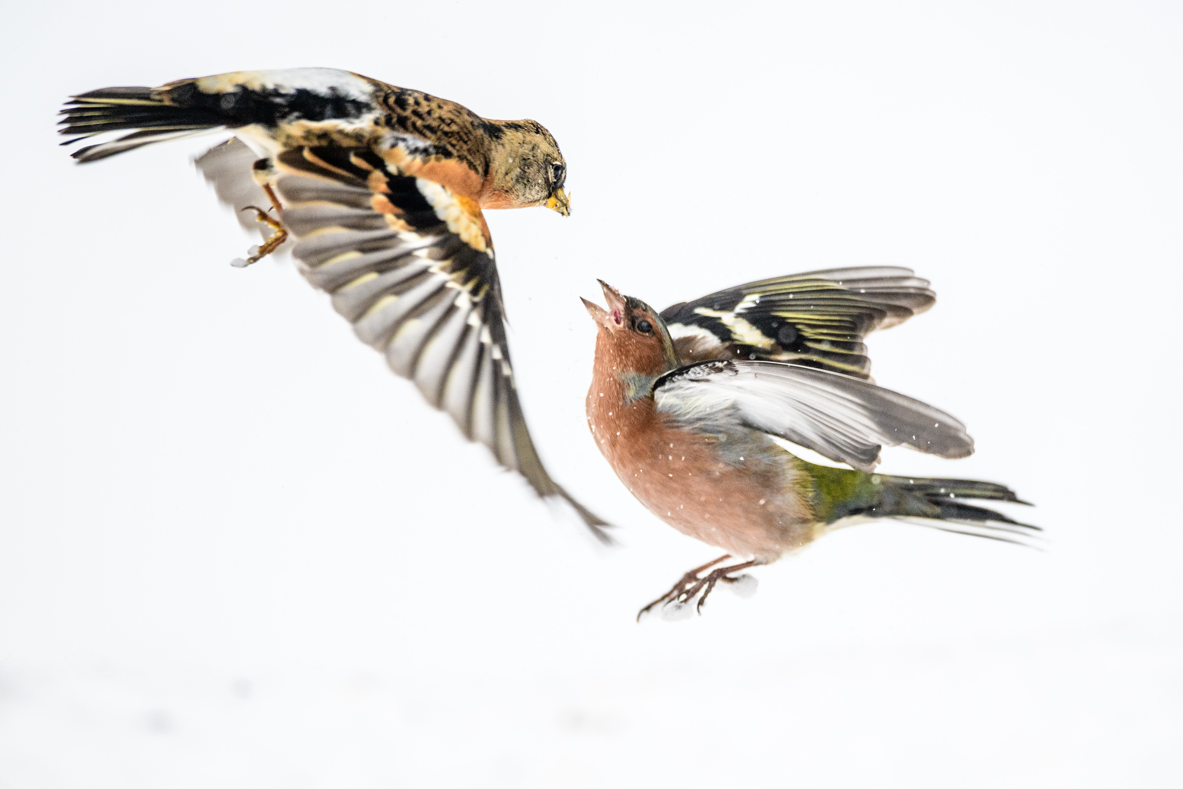 Buchfink Bergfink