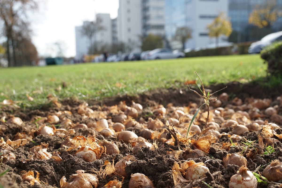 Blumenzwiebeln auf der Wiese