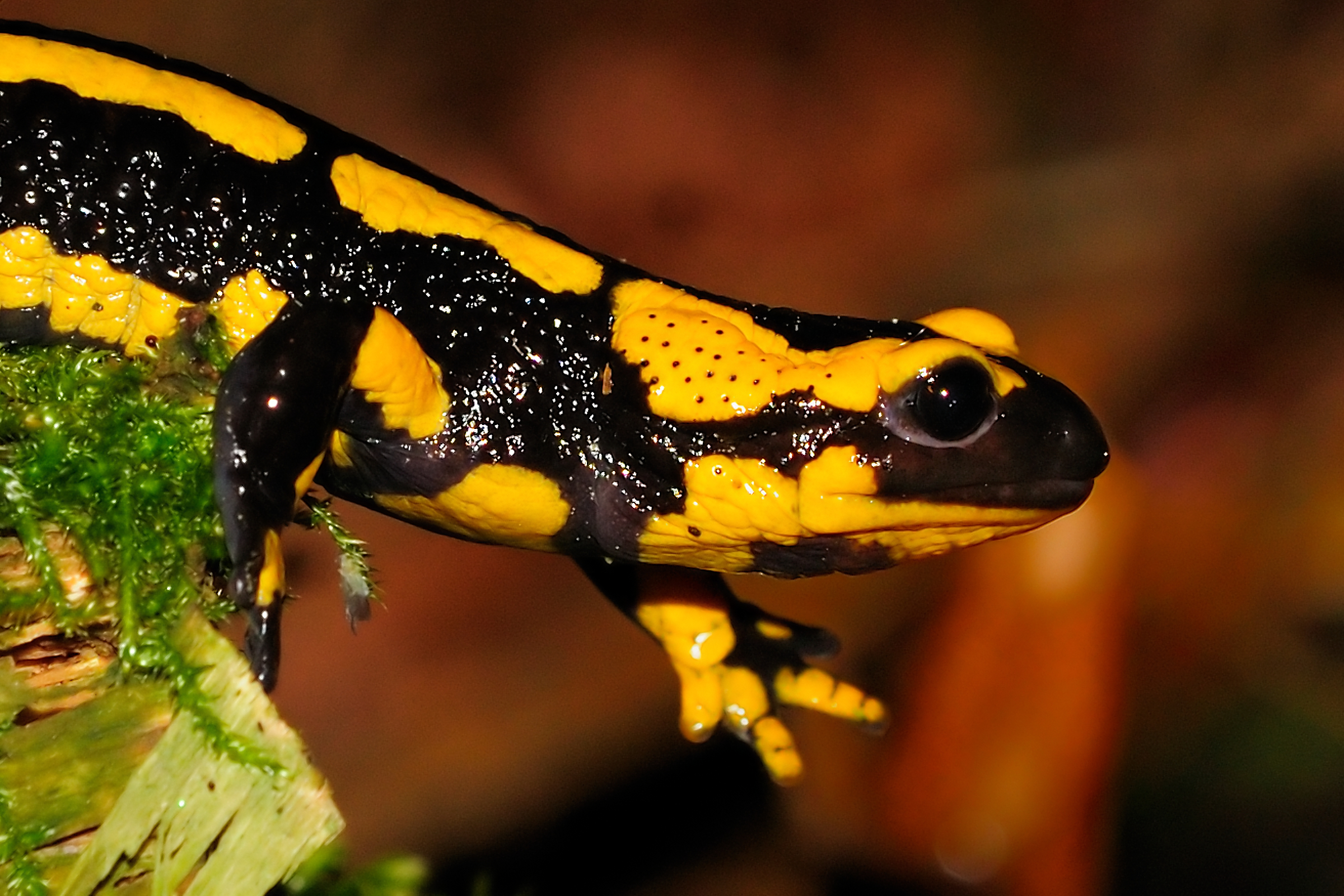 Fire salamander