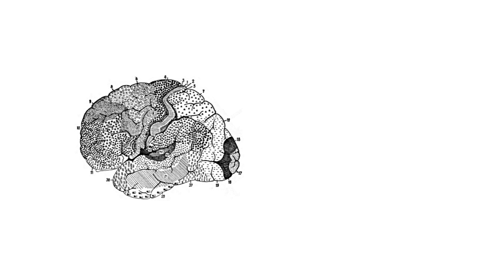 Cytoarchitectonic map of the human brain, by Korbinian Brodmann, 1909