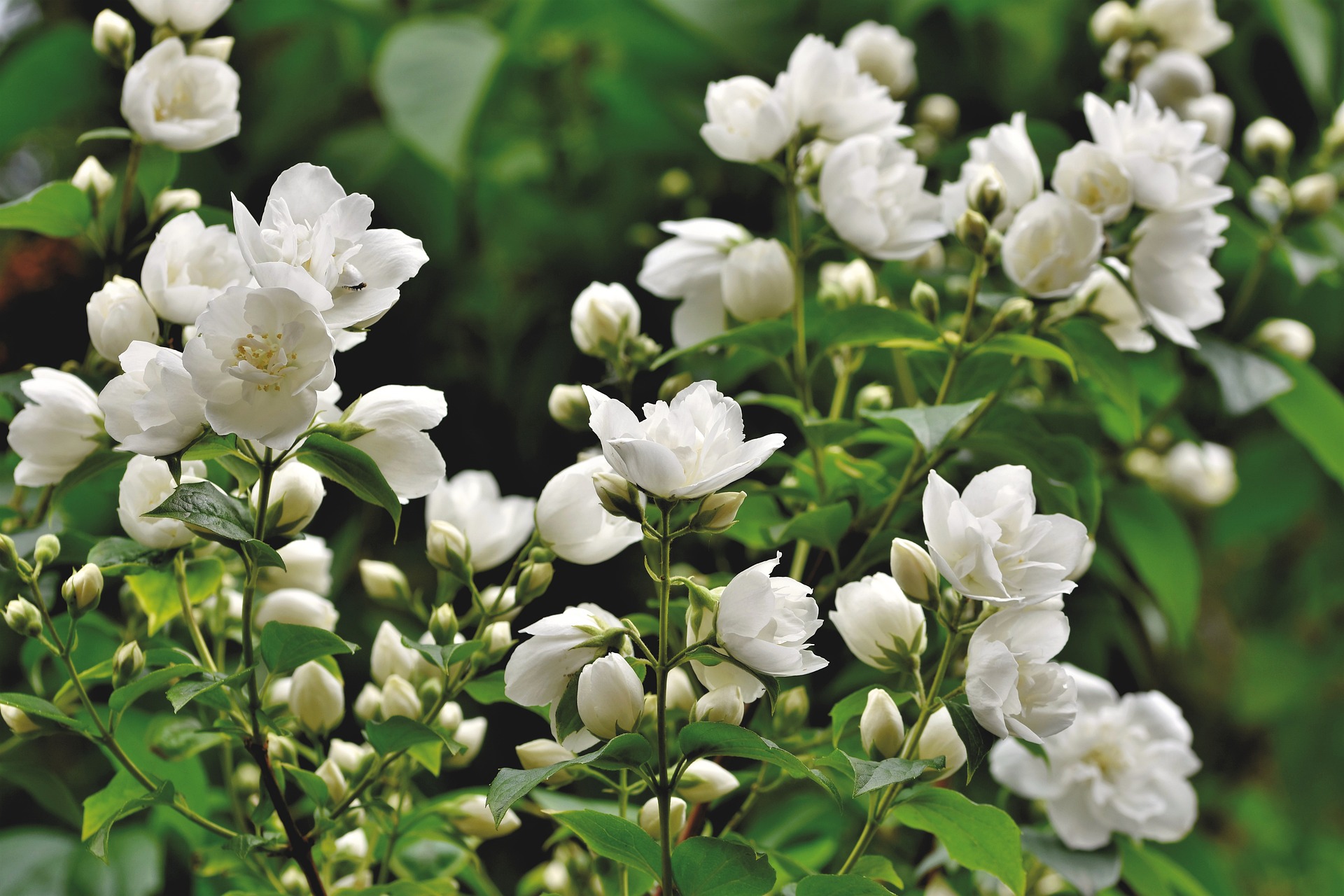 jasmine flower