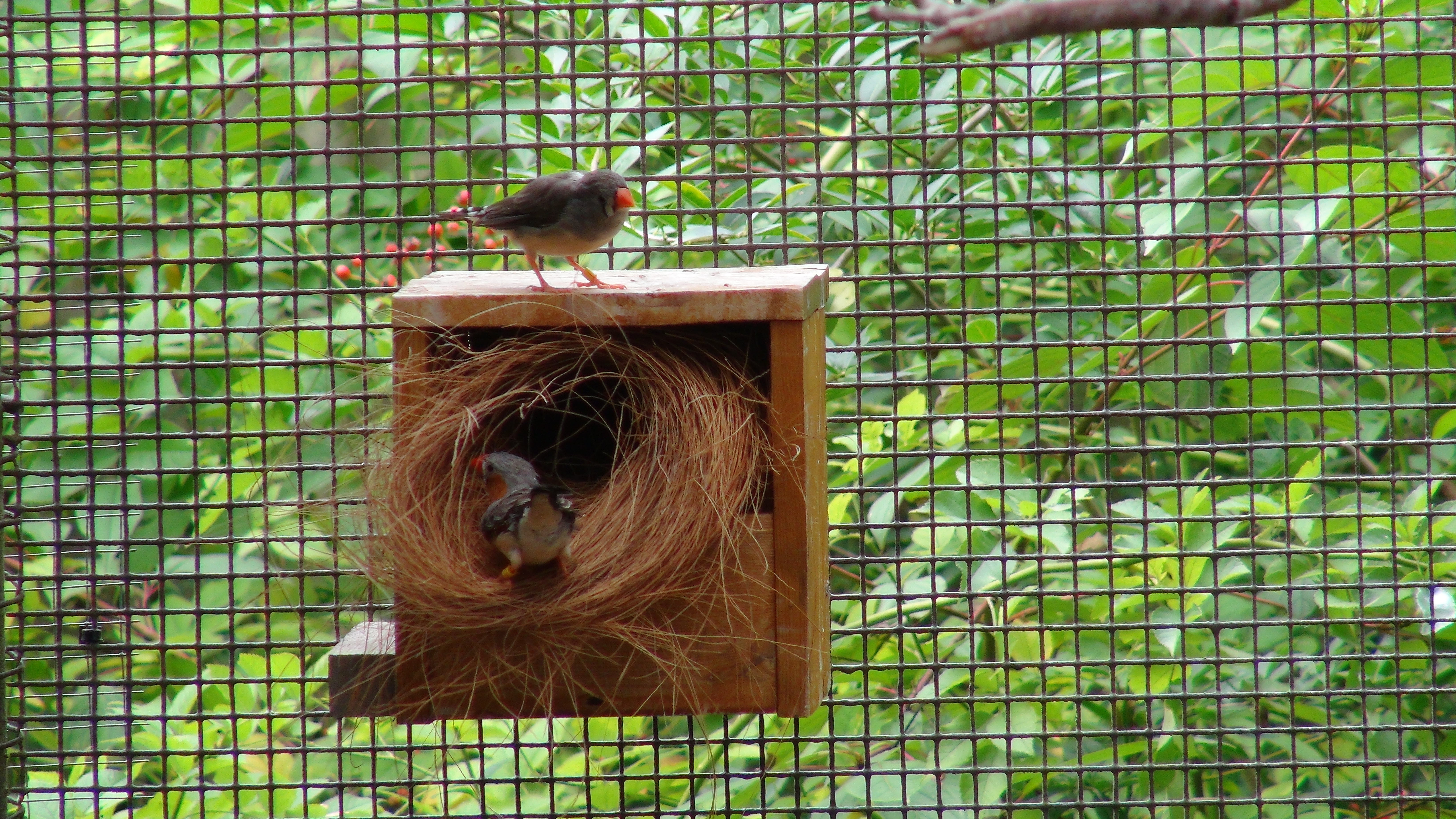 zebra finch male and female sitting on a nest box