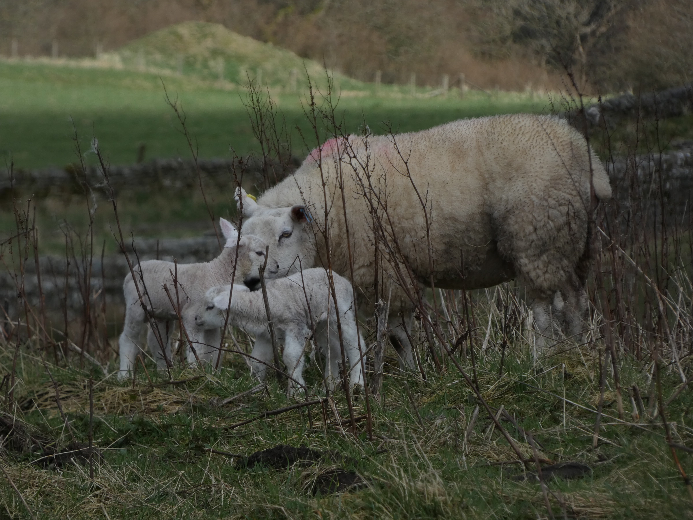 Überall Schafe! [Foto: Neele Becker].