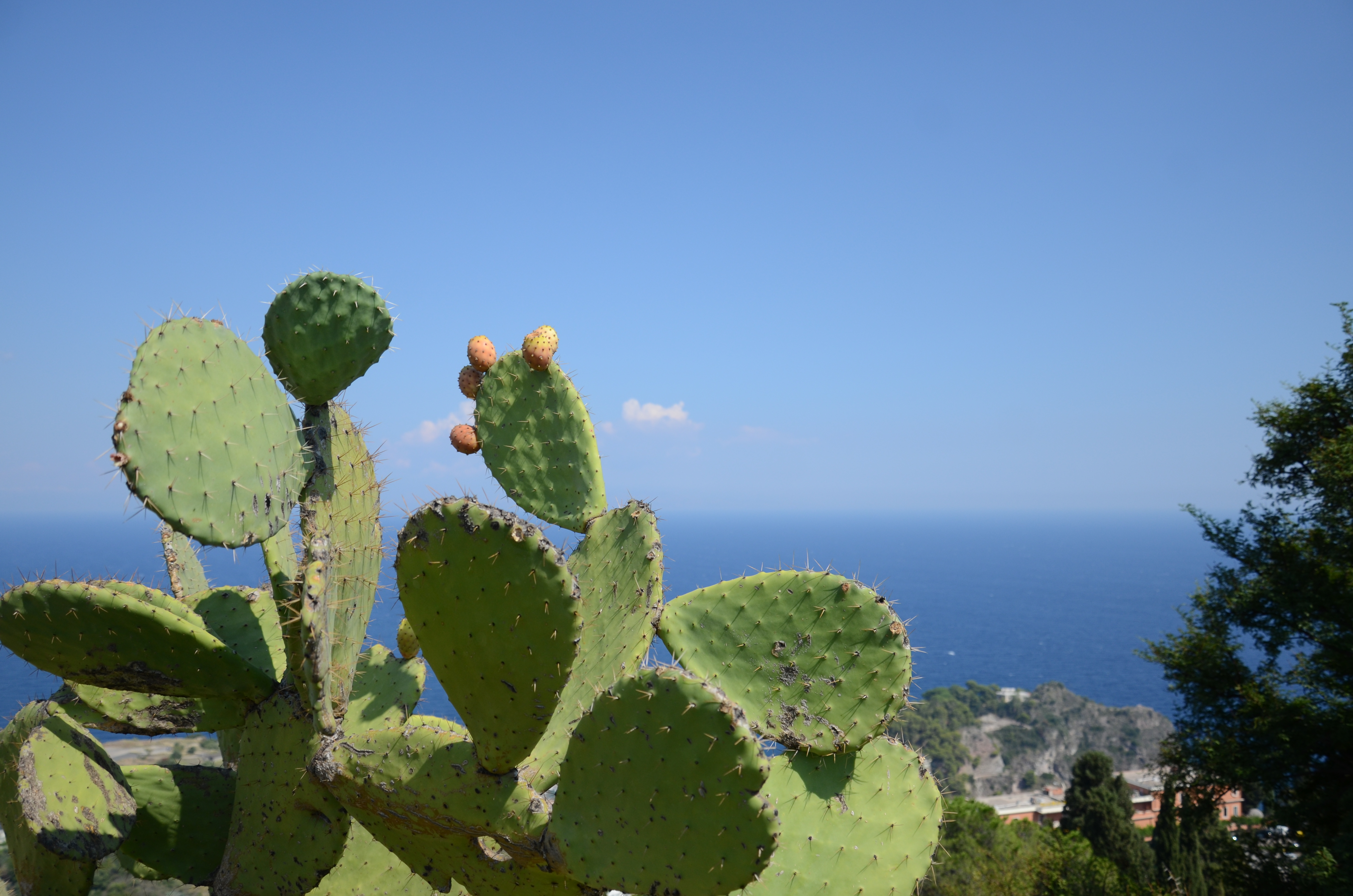 Feigenkakteen in Taormina [Foto: Jastine Konermann].