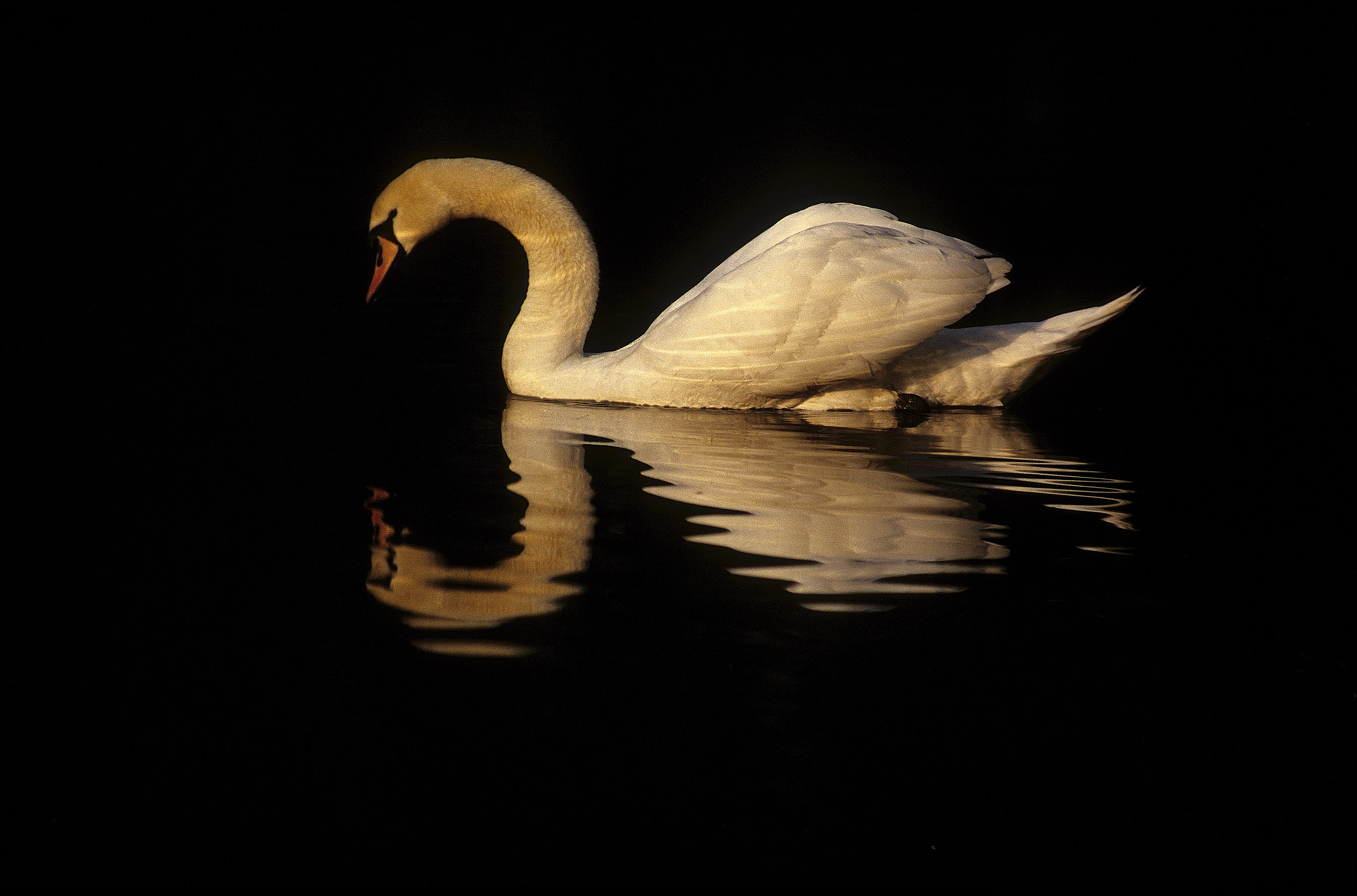 Mute Swan