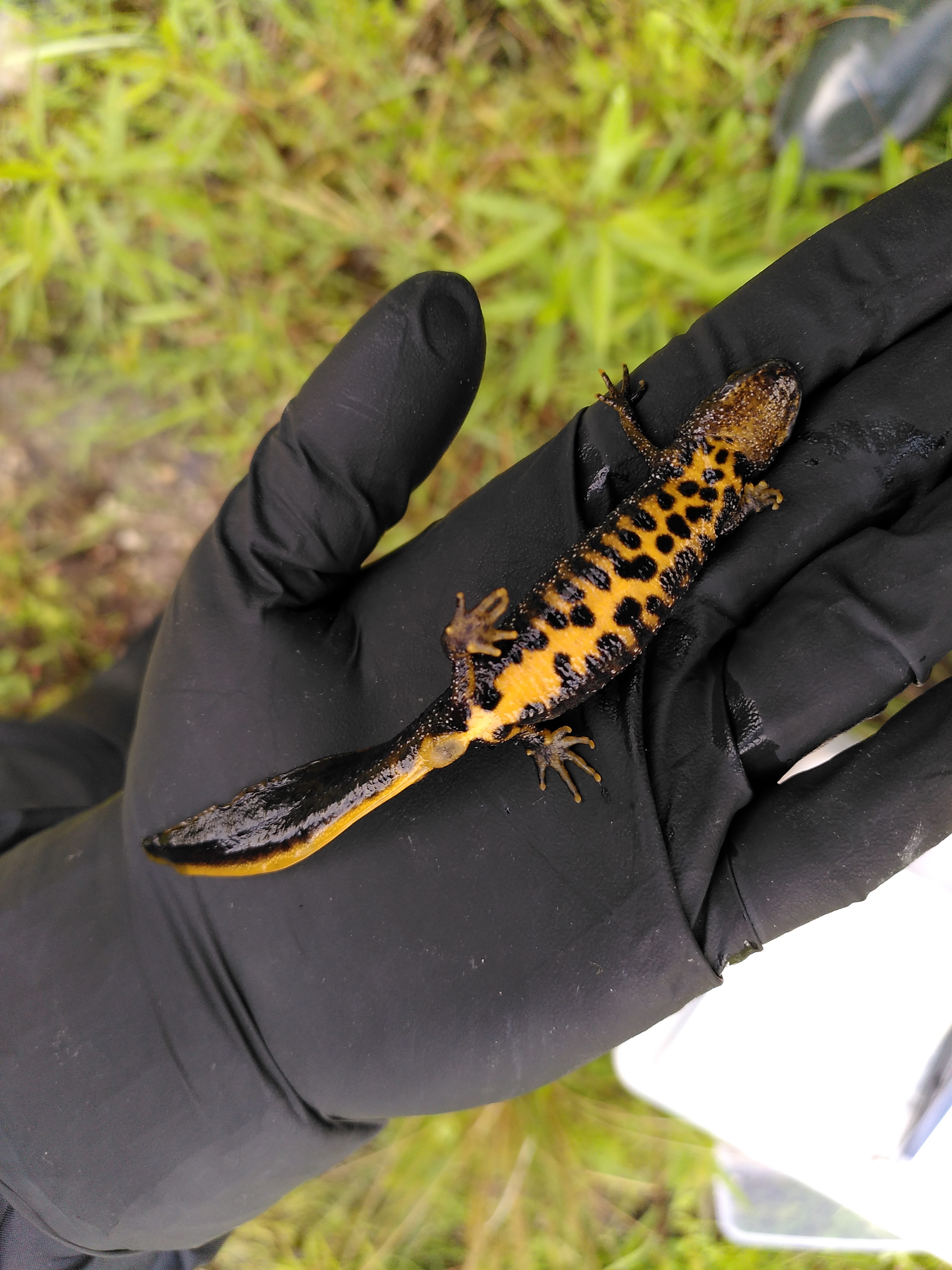 Crested newt