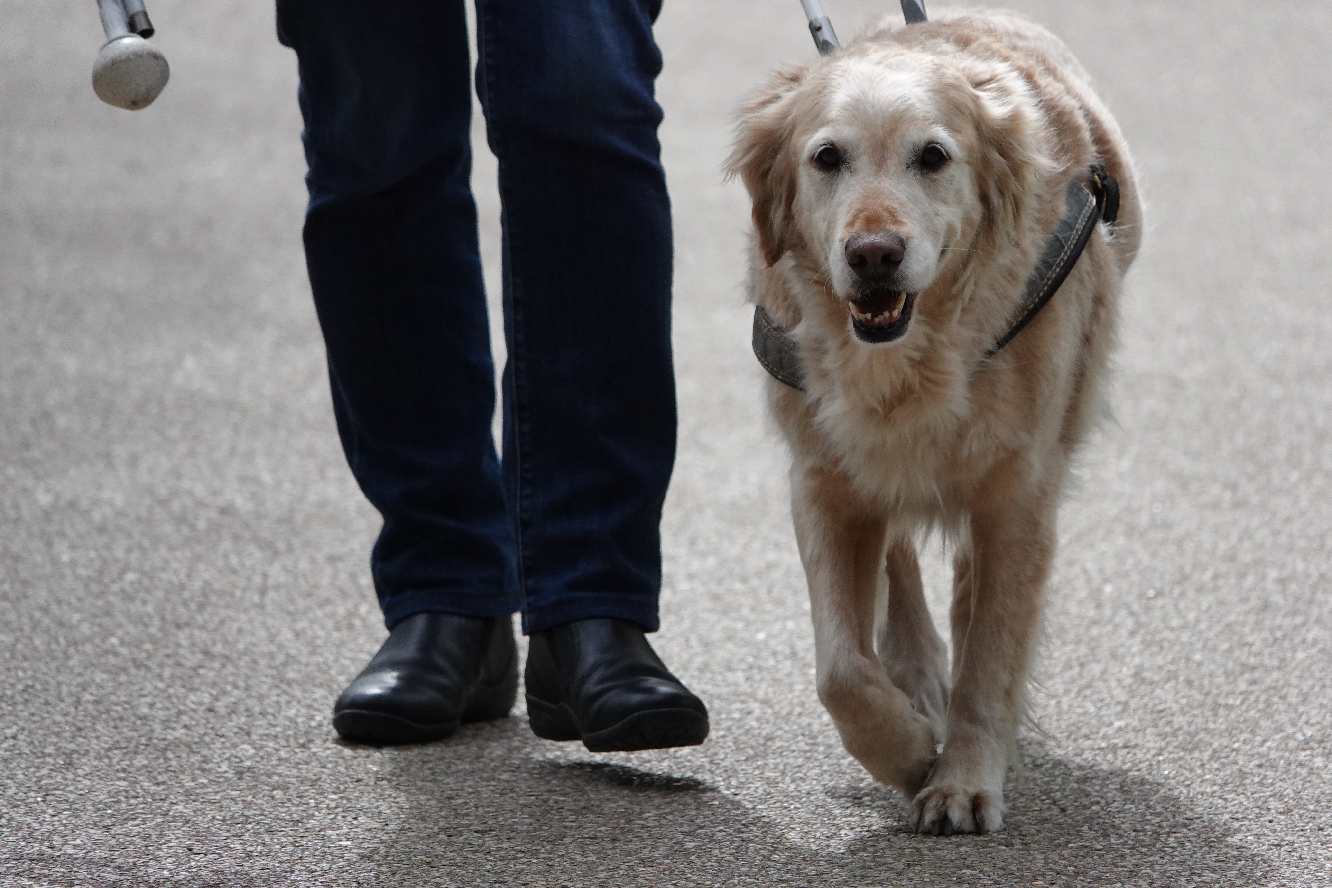 Studierende und Assistenzhund