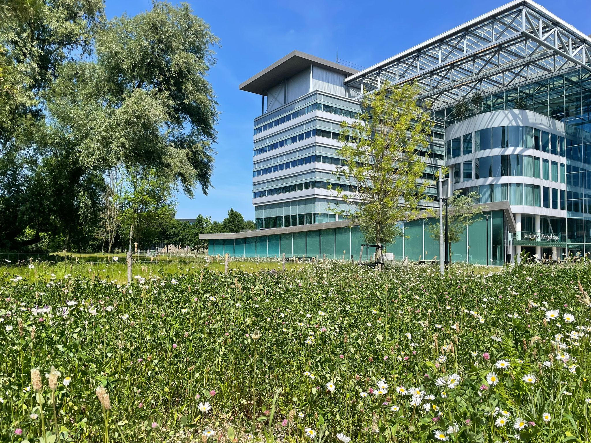 Blick auf Wildwiesen auf dem Campus