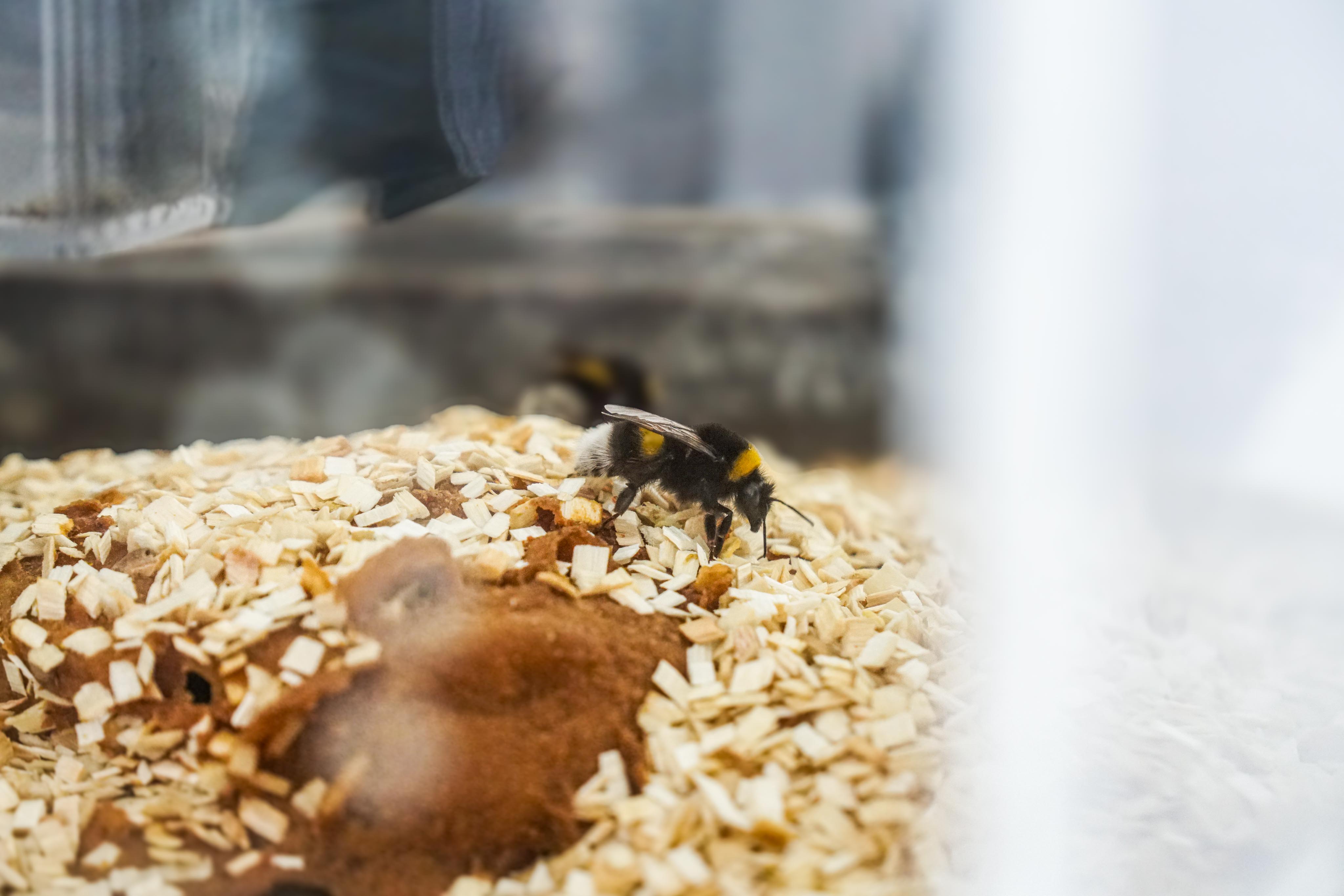 Eine Hummel auf Nistmaterial in einem Terrarium 