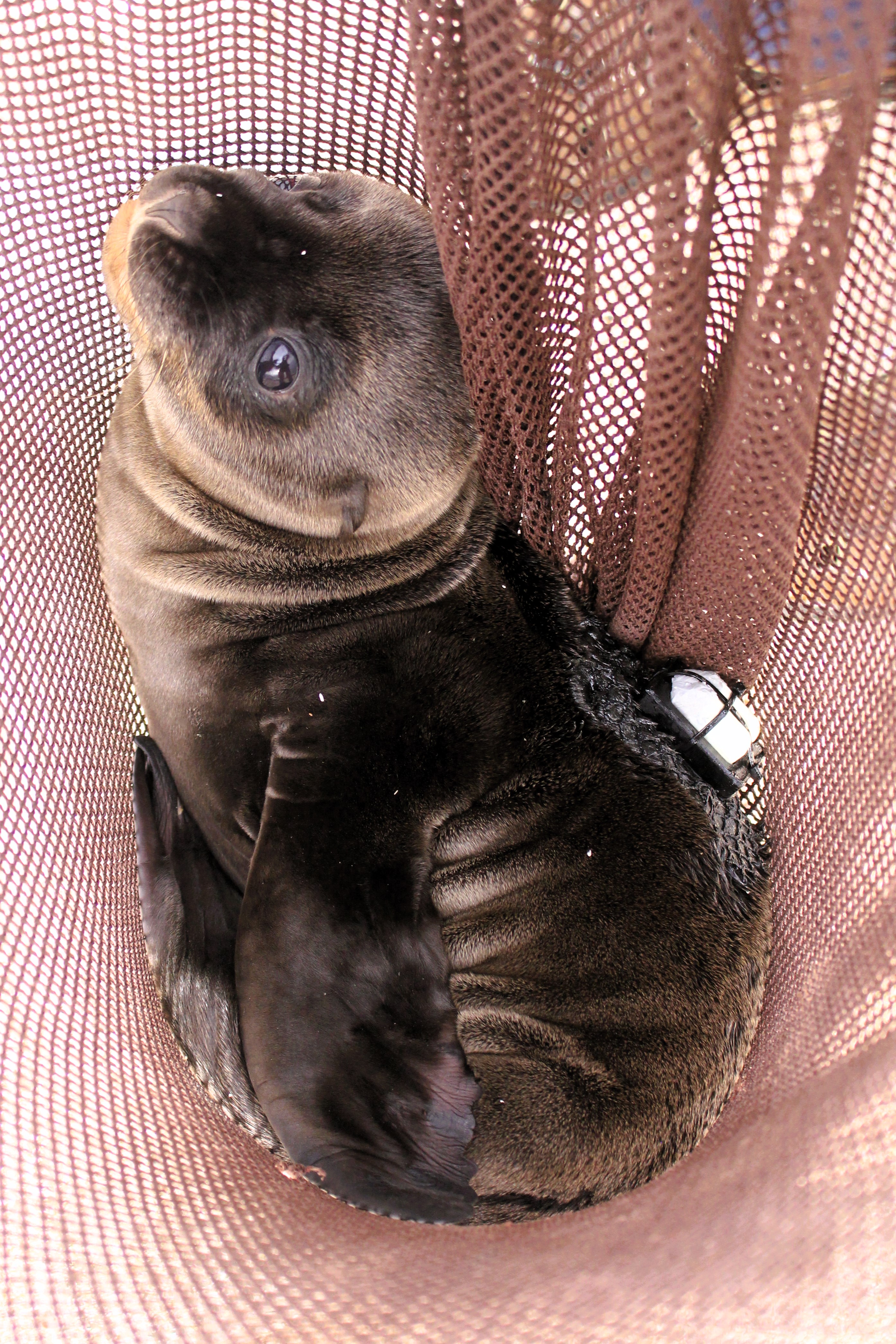 pup with biologging devices