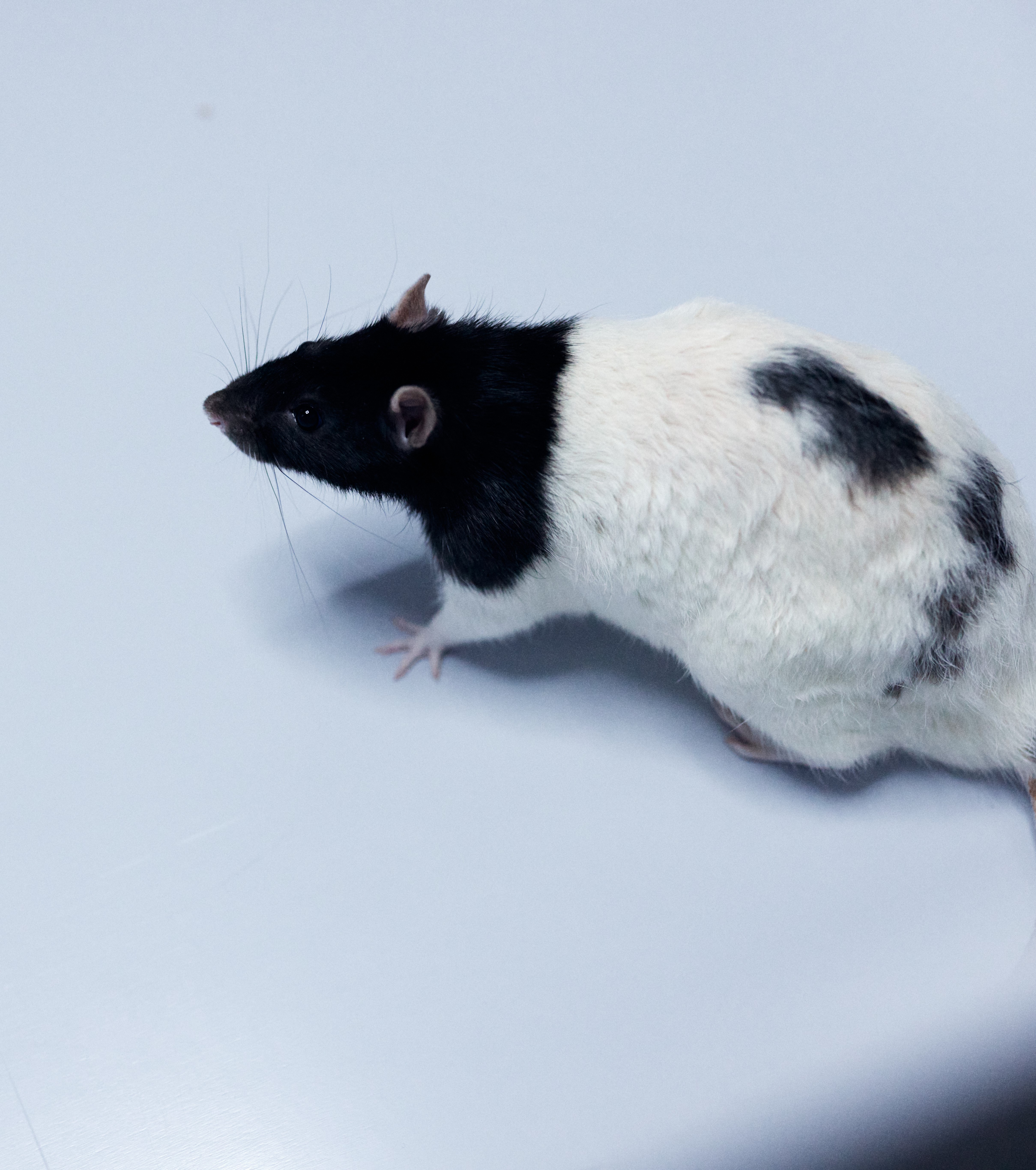 Rat