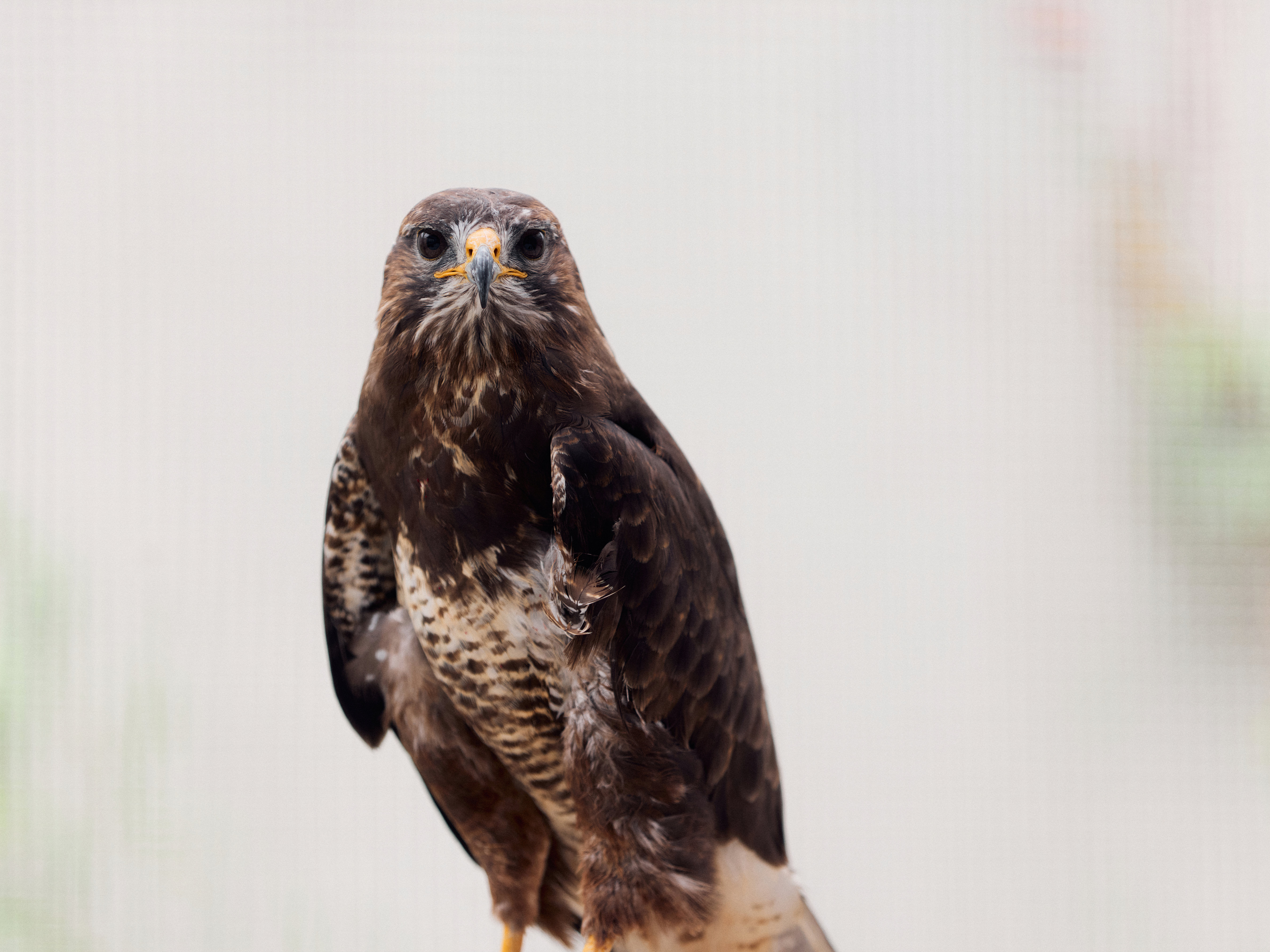 Mäusebussard sitzt vor hellem Hintergrund und guckt in die Kamera