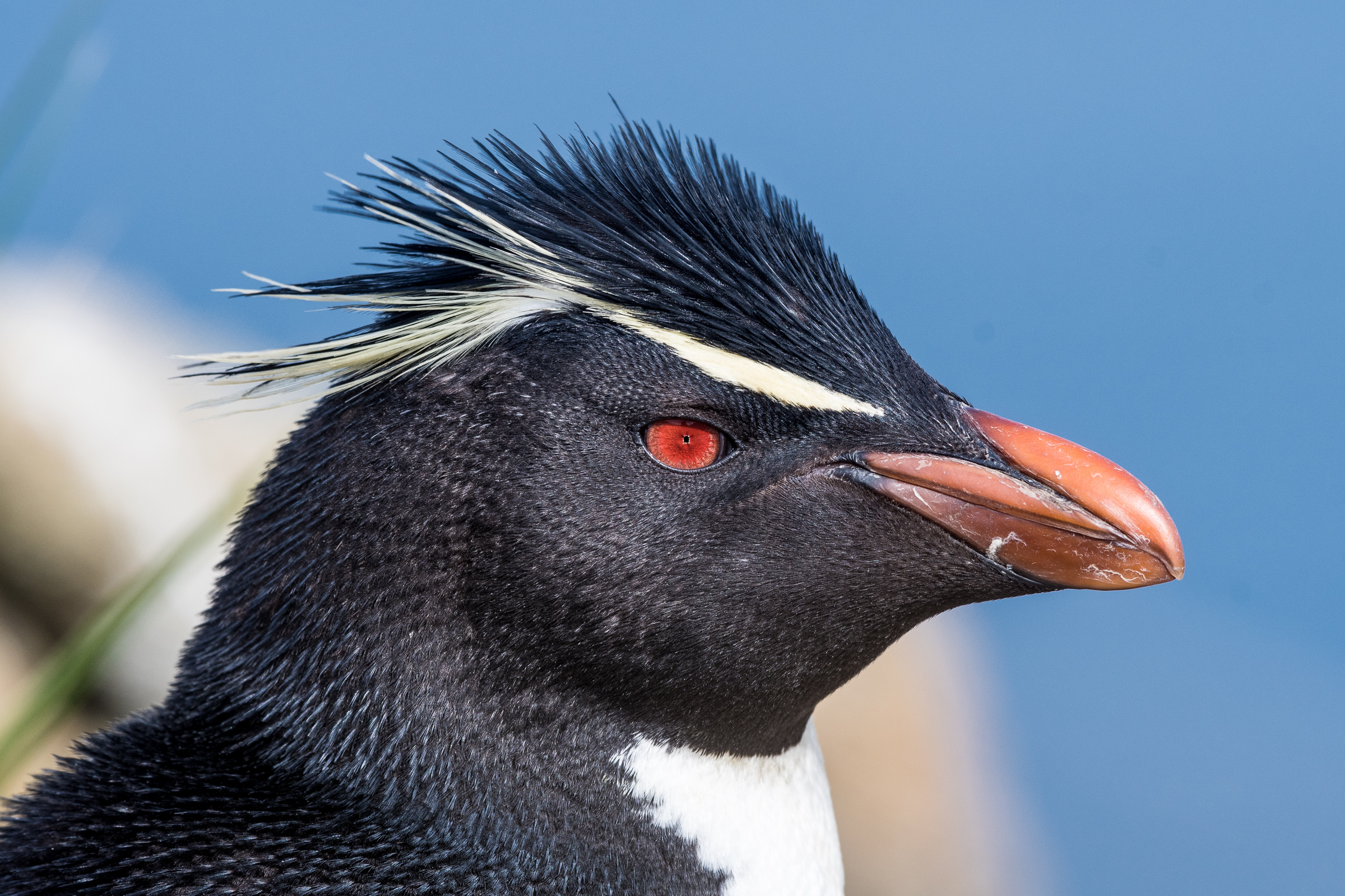 Felsenpinguin