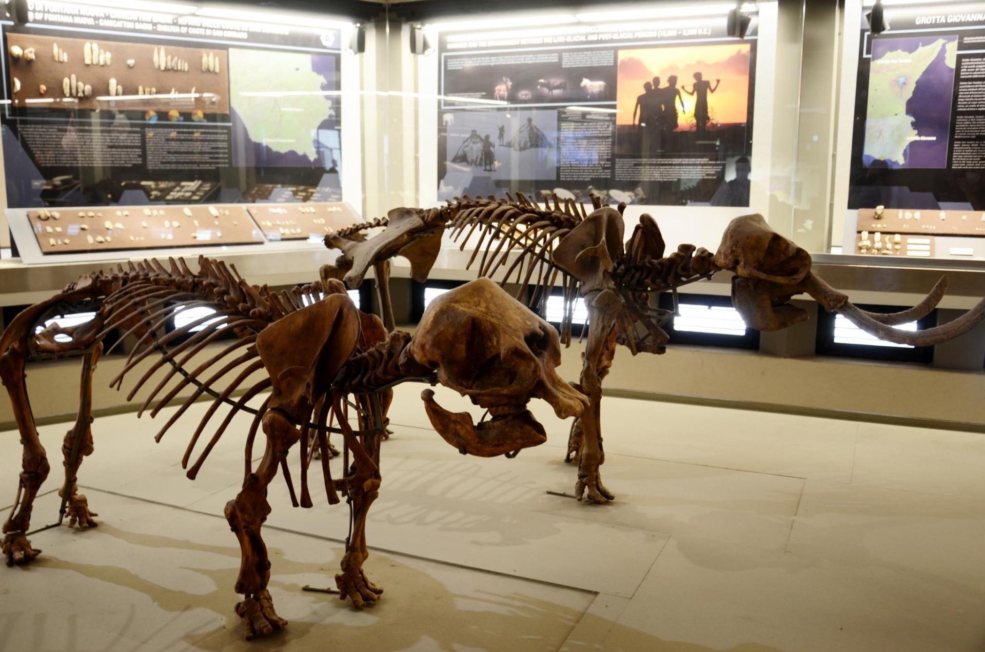 Zwergelefanten im Museum in Syrakus [Foto: Jastine Konermann].