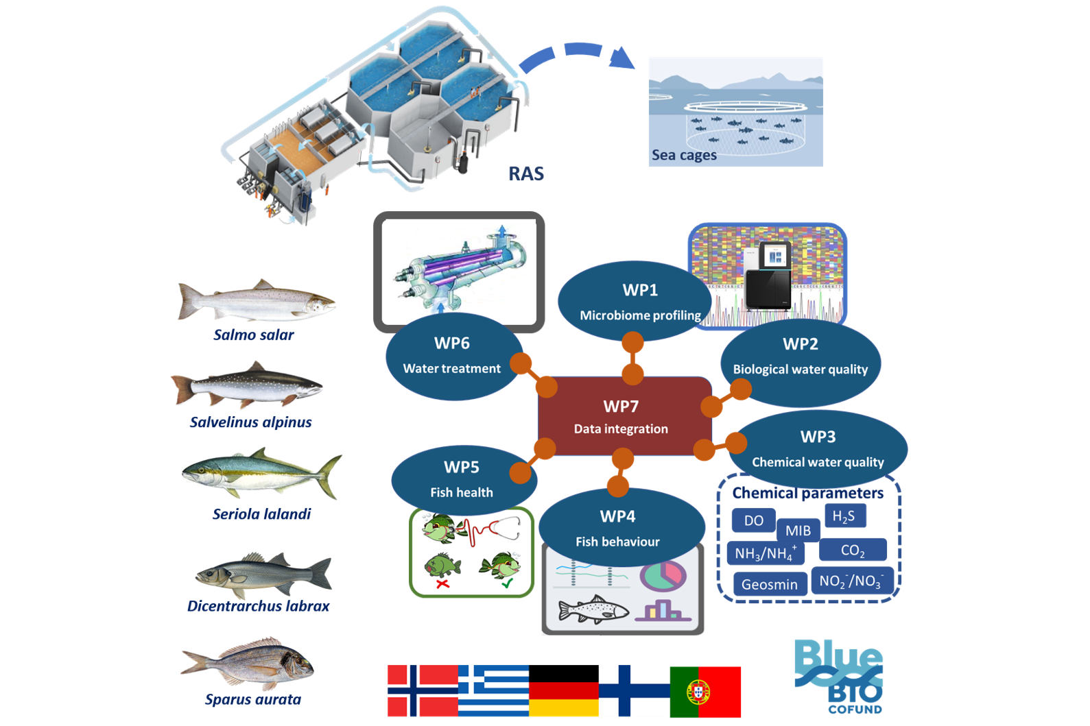 Schematische Abbildung des Projektvorhabens mit den verschiedenen sogenannten Work Packages. Work Package "Datenintegration" befindet sich im Zentrum darum die anderen Work Packages wie "Water treatment", "Fish behavior" oder "fish health". Daneben eine Aufreihung fünf verschiedener Fischarten. Am unteren Bildrand die Flaggen der fünf beteiligten Projektländer: Norwegen, Griechenland, Deutschland, Finnland, Portugal.