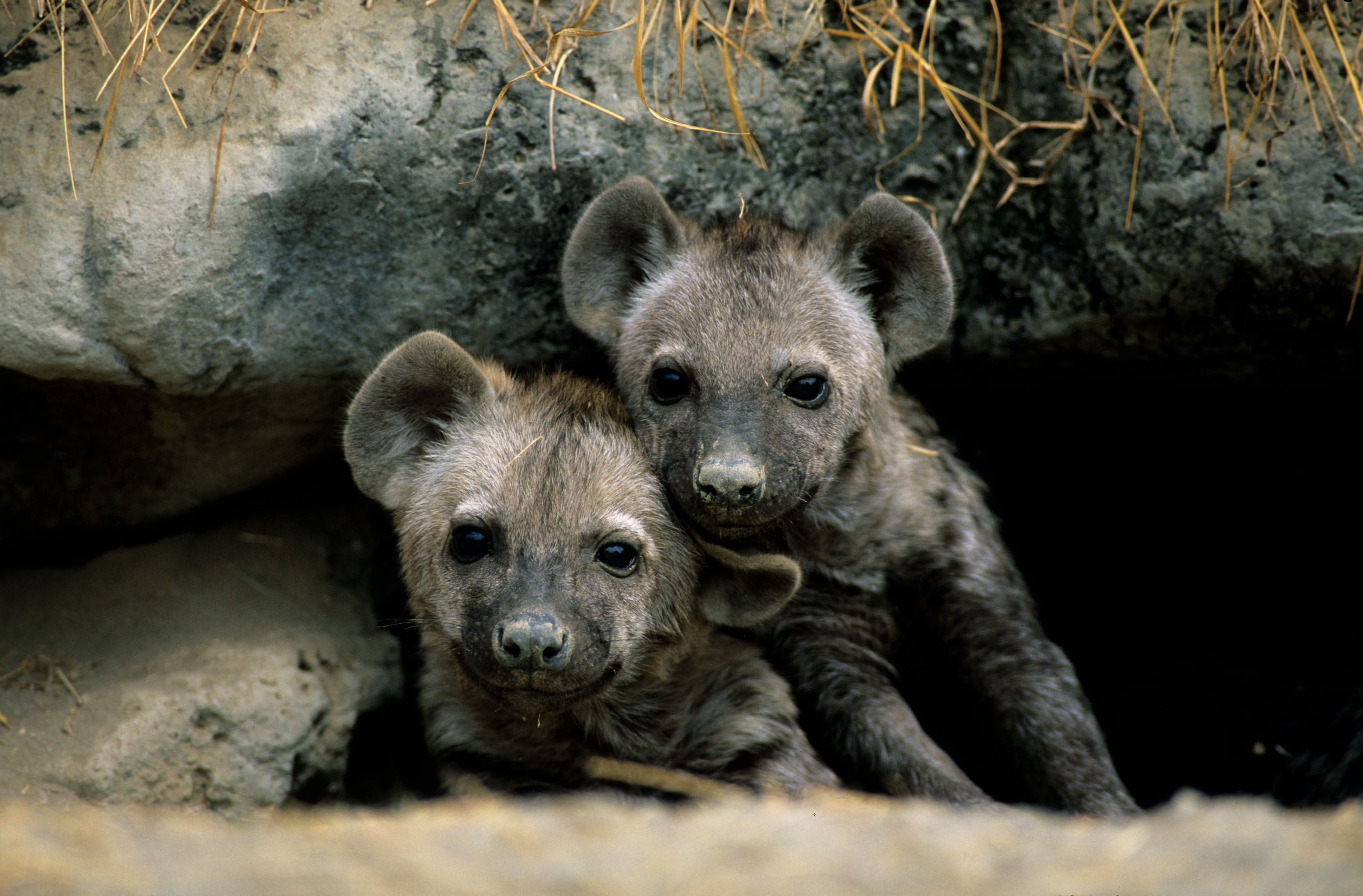 Spotted Hyena