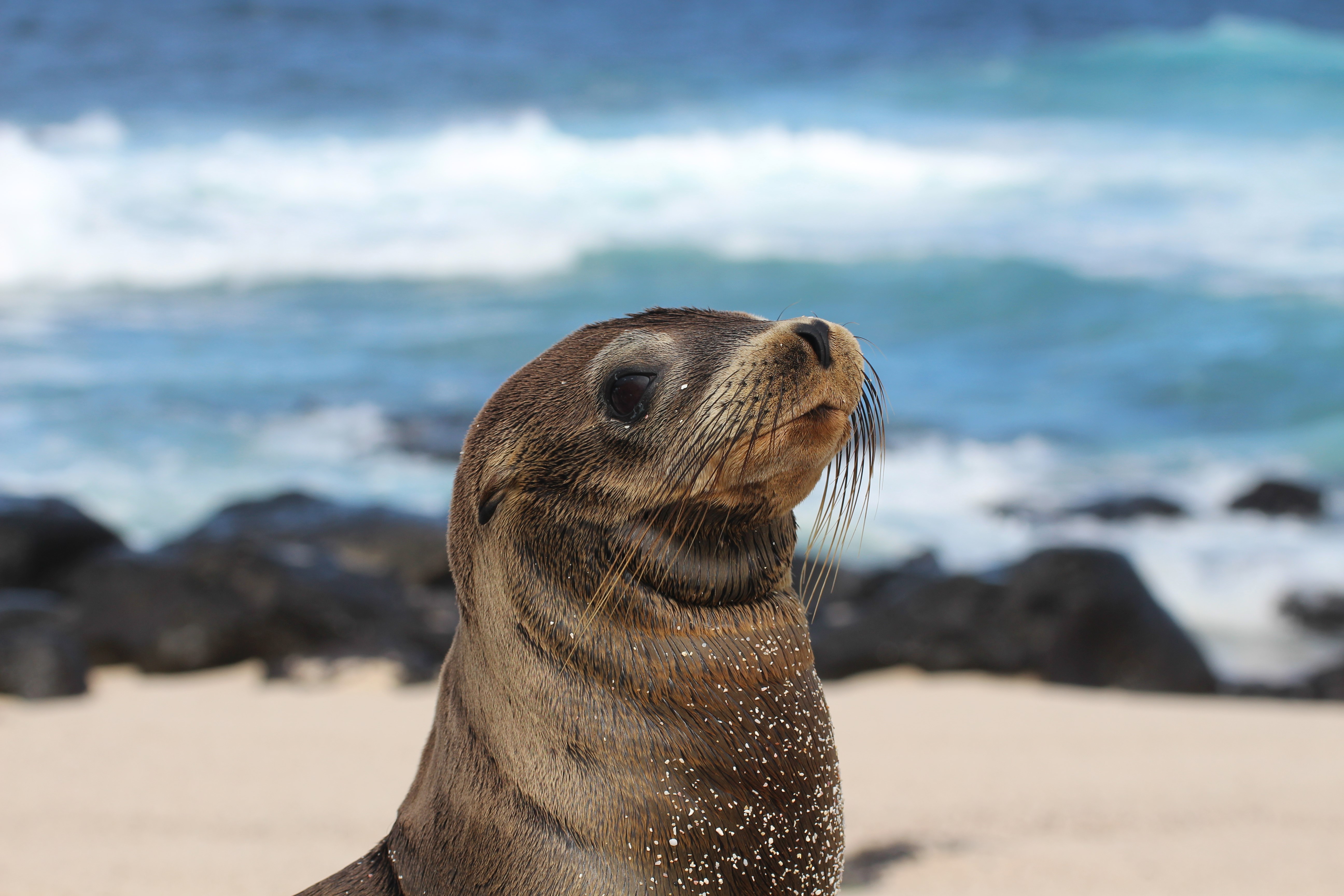 Galápagos Sea Lions on the beach