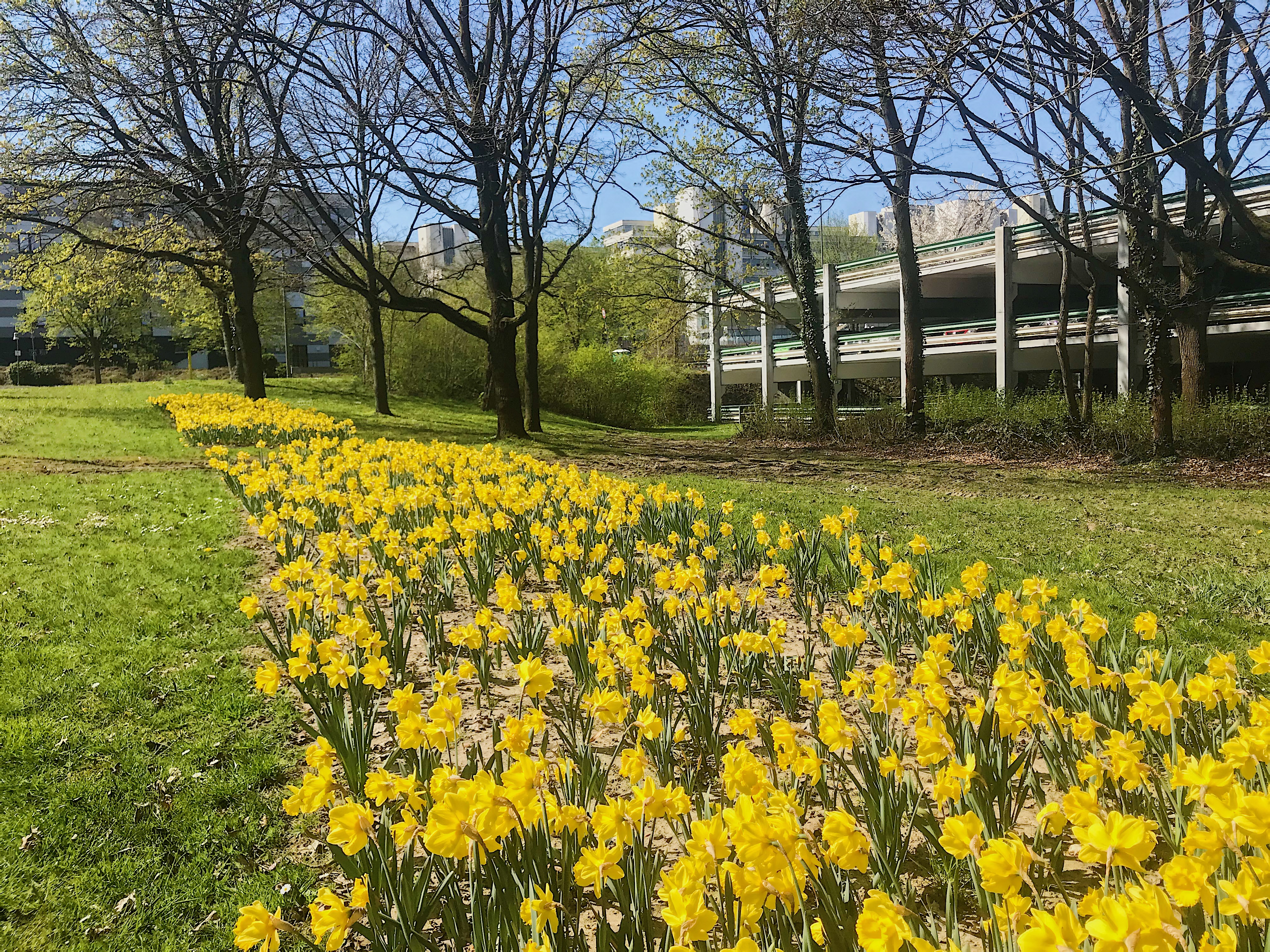 Blühstreifen - gelbe Blumen blühen