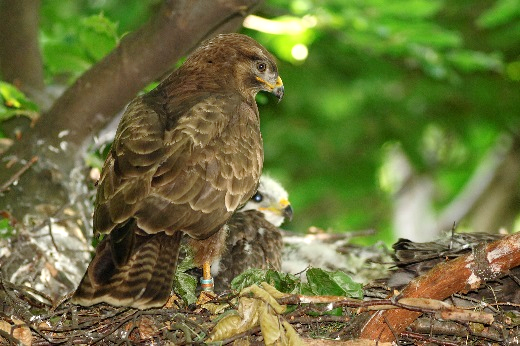 Common buzzard in the nest