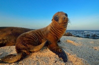 GALÁPAGOS SEA LION