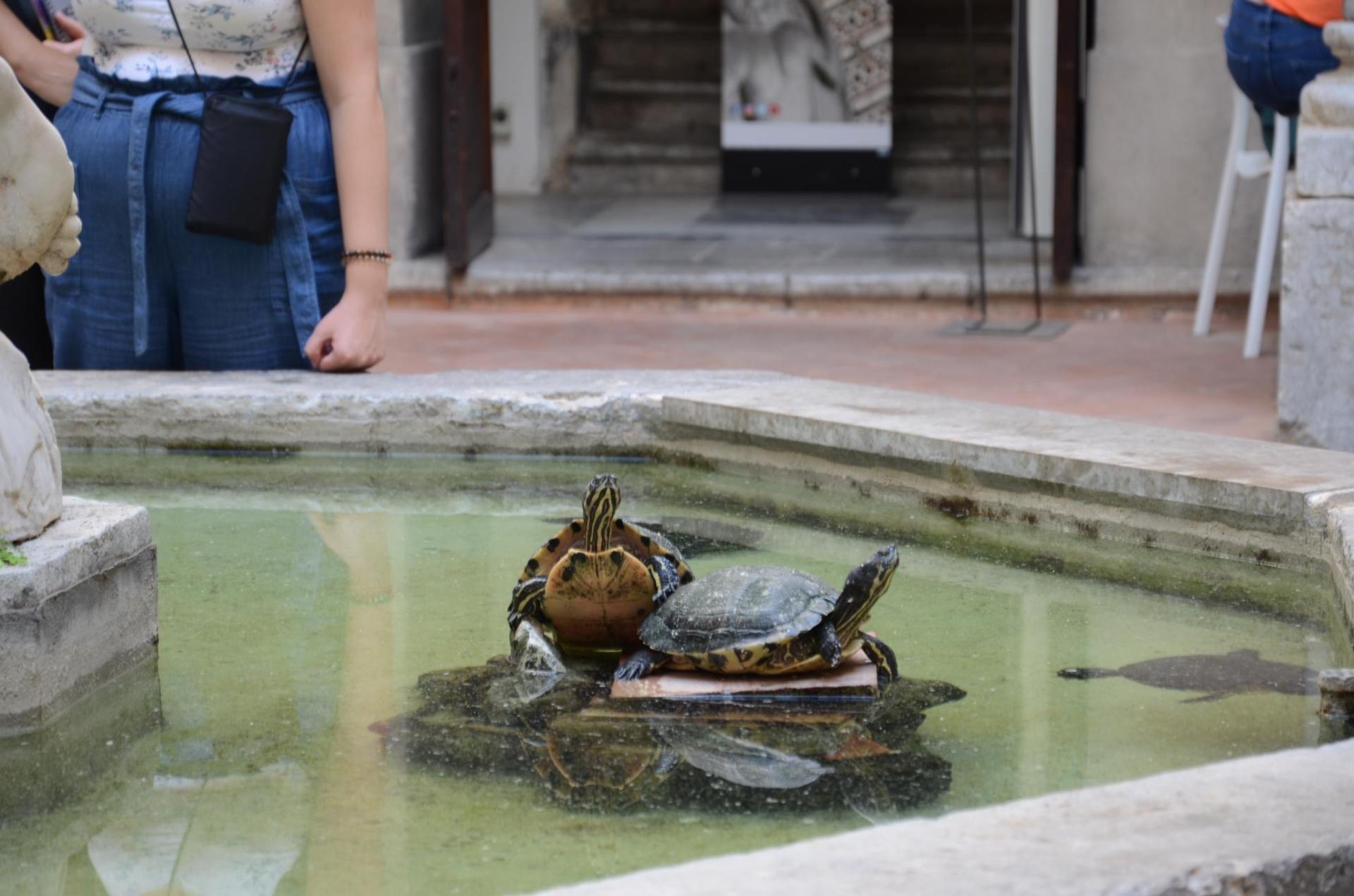 Schildkröten in Palermo [Foto: Jastine Konermann].