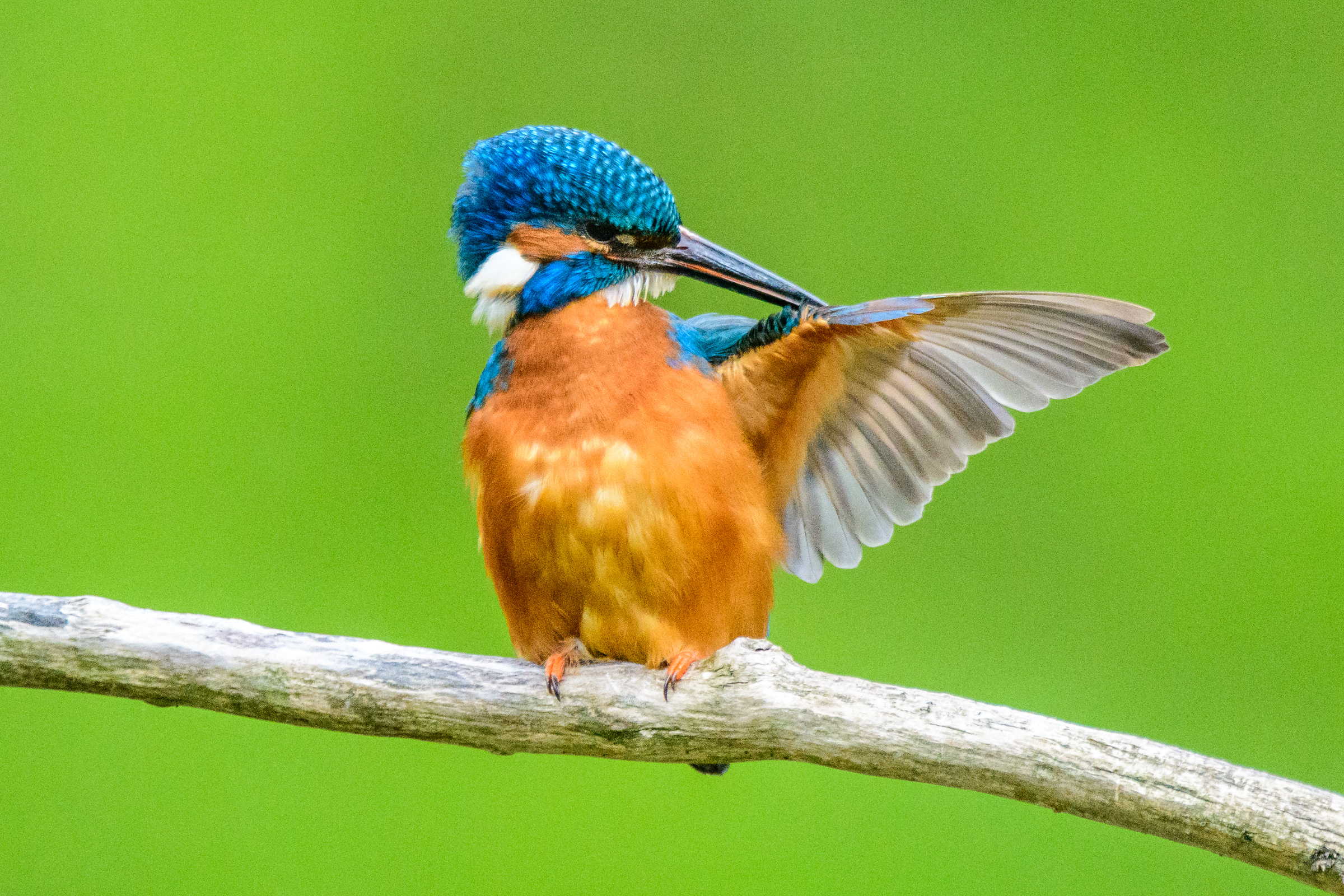 Eisvogel mit gelbem Bauch und blauen Flügeln sitzt auf einem Ast und streckt einen Flügel aus