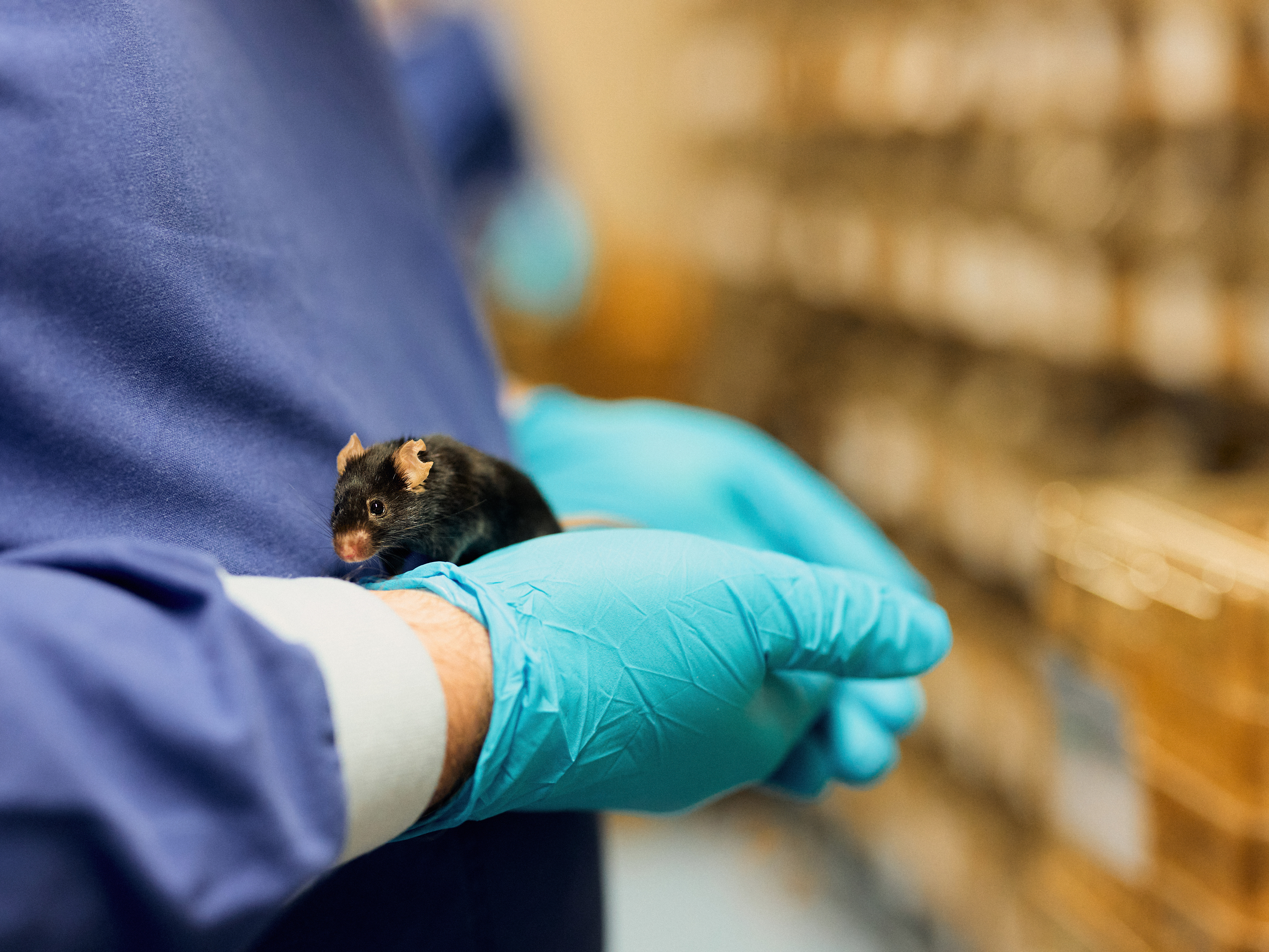 Eine dunkle Maus mit kleinen Löchern im Ohr sitzt auf einer behandschuhten Hand