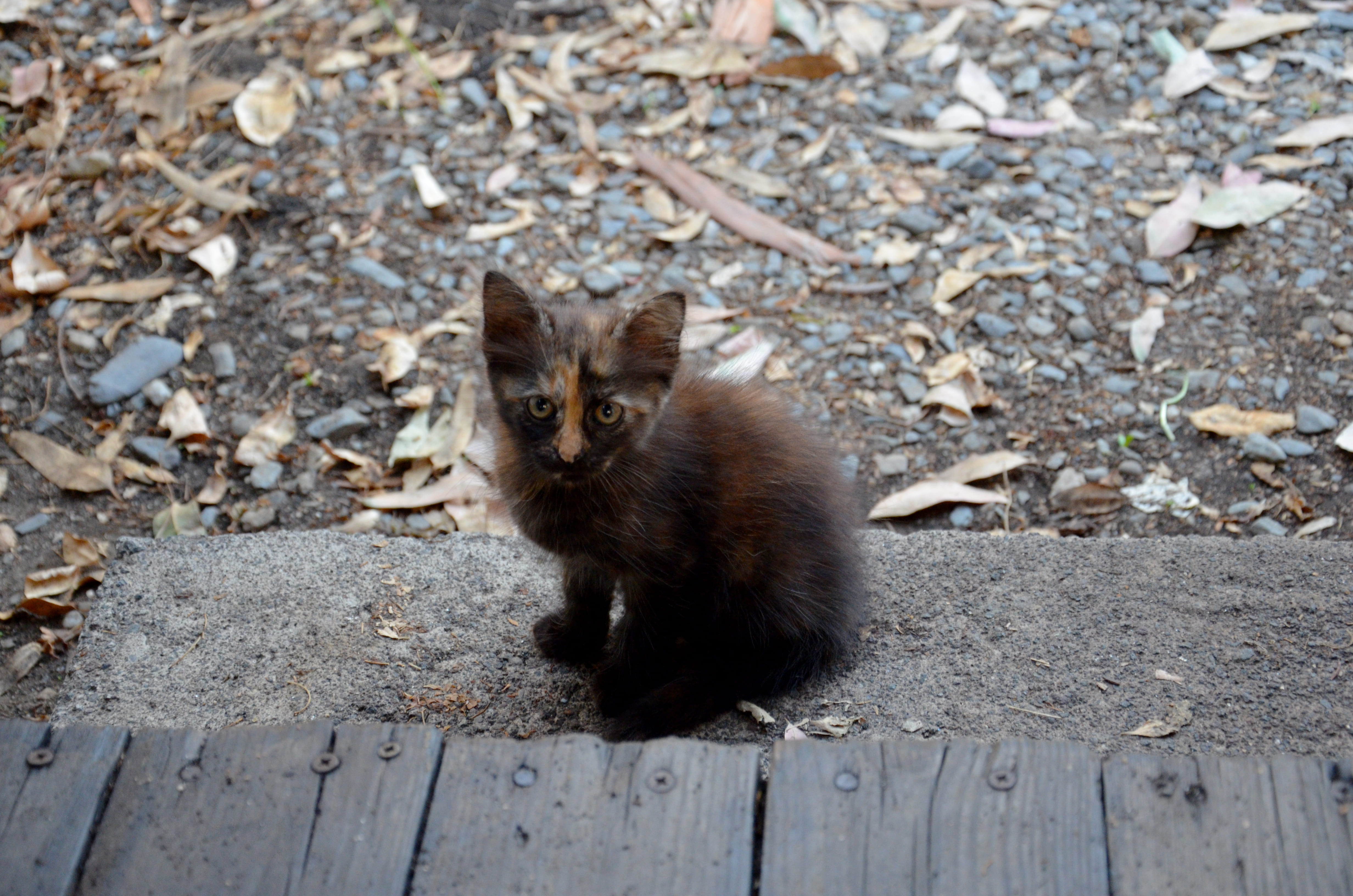 Katze im Camping Jonio [Foto: Jastine Konermann].