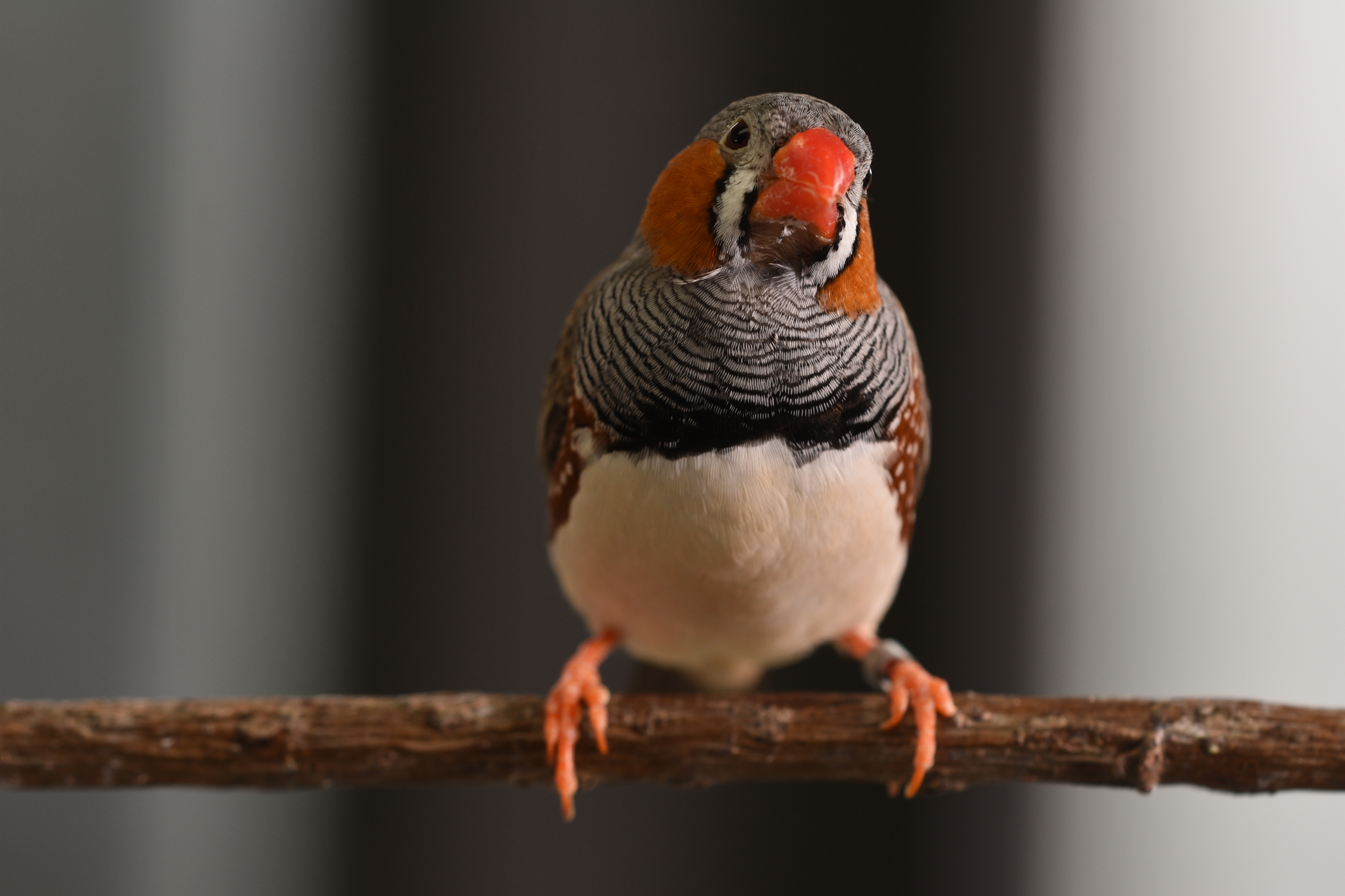 Zebra finch