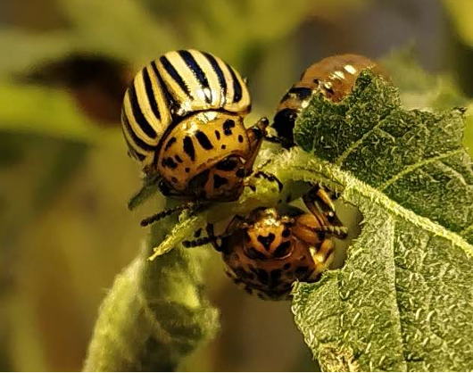 Colorado potato beetle