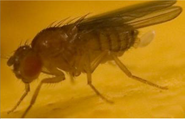 Drosophila melanogaster