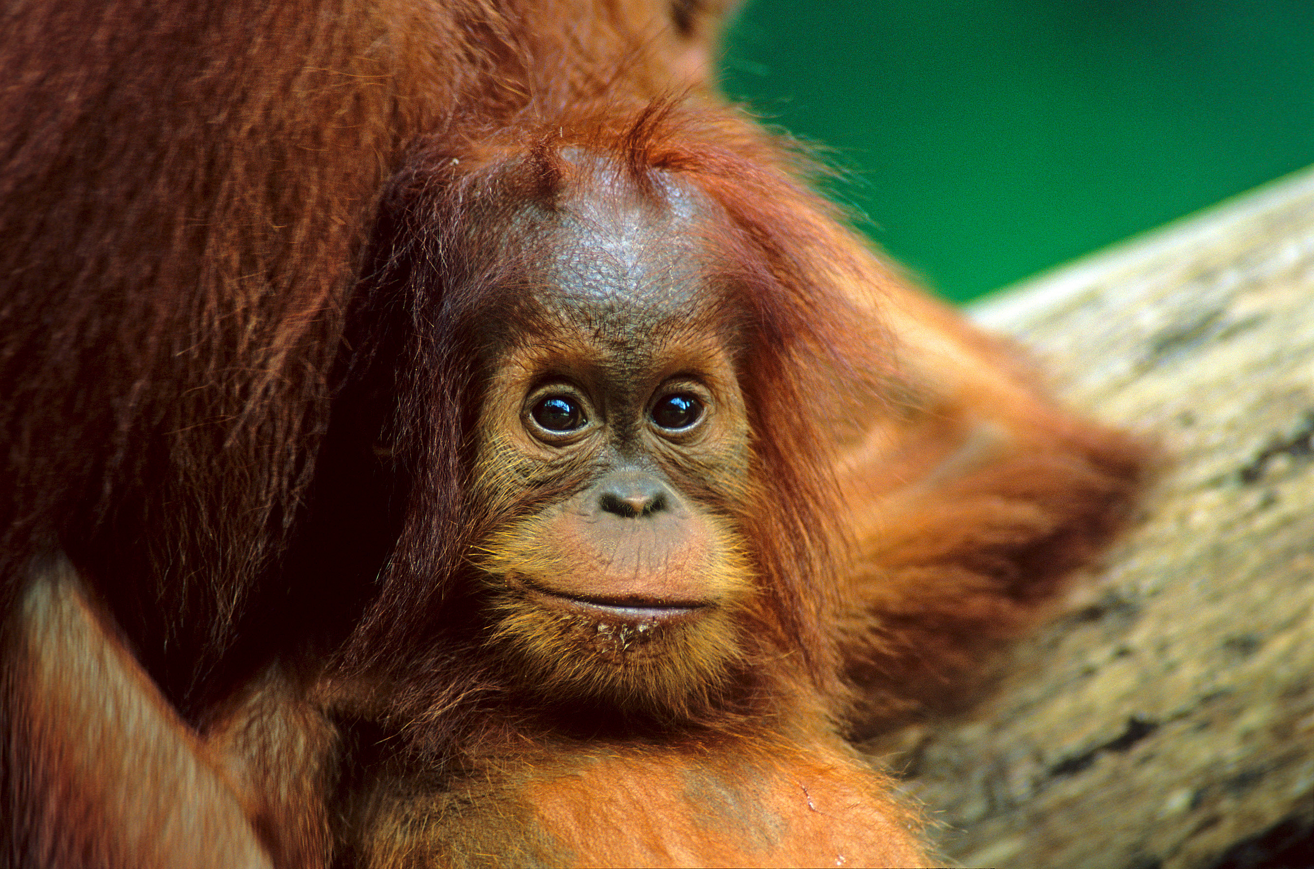 Orang Utan 