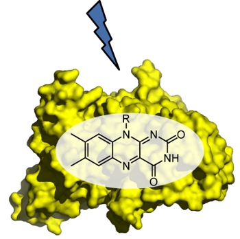 Flavin-binding photoreceptor