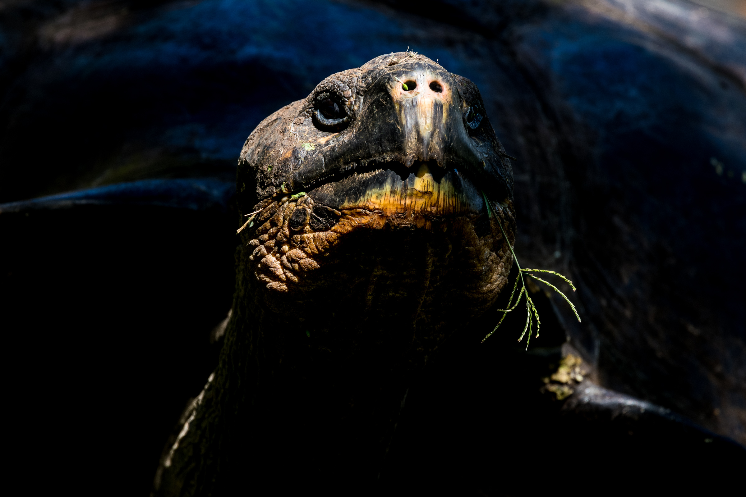 Galapagos Schildkröte