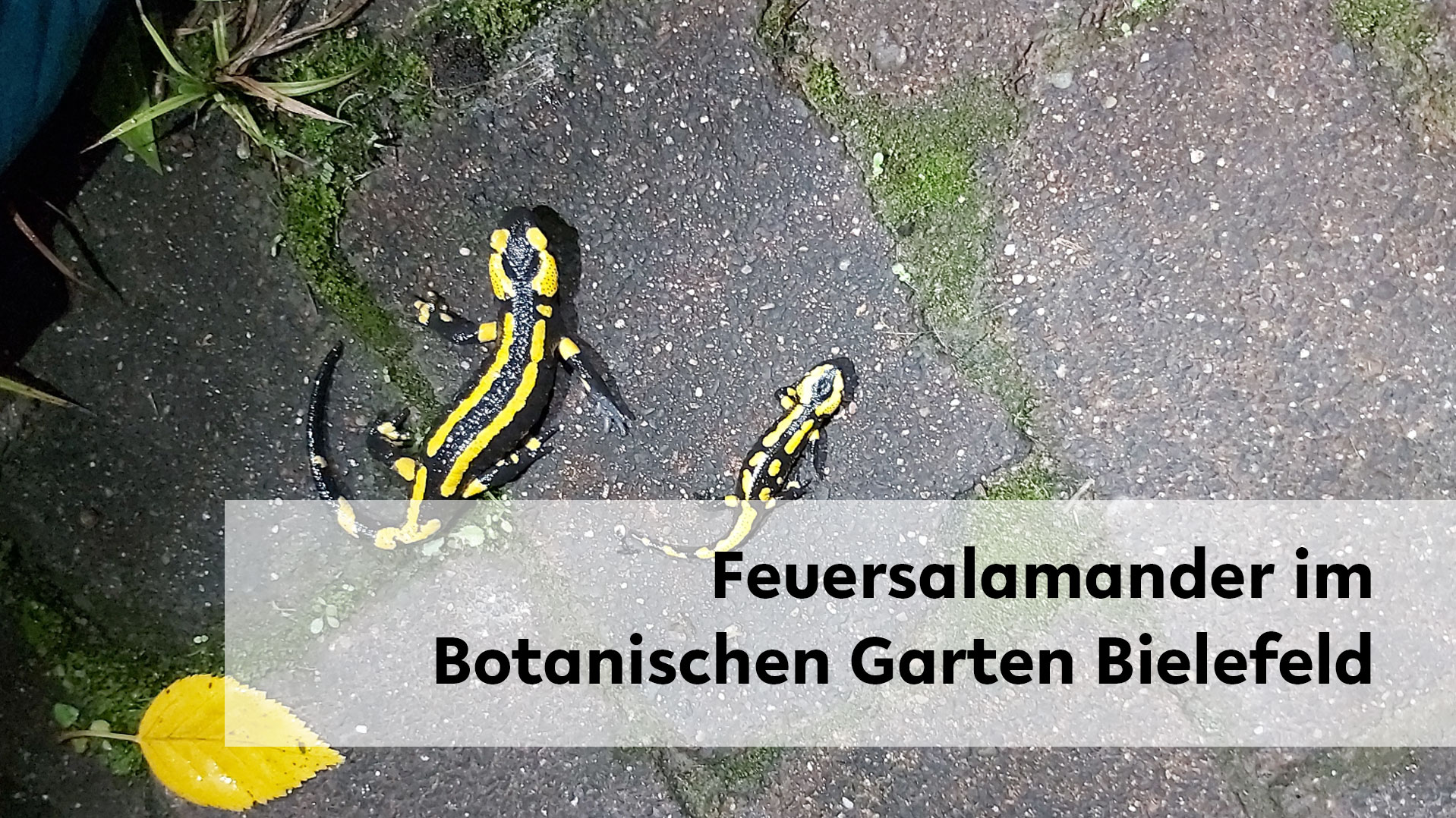 Zwei unterschiedlich groe Feuersalamander auf Asphalt bei Nacht 