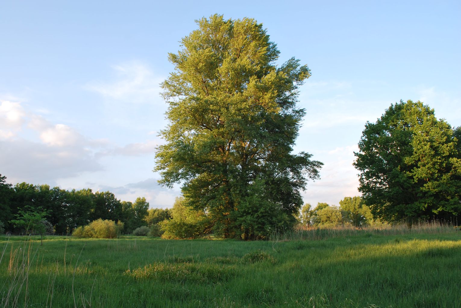 großer Schwarzpappelbaum auf einer Wiese