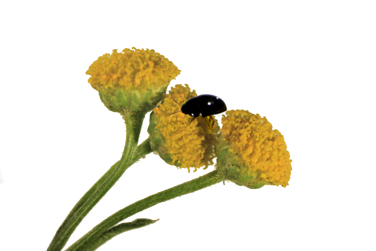 Tanacetum vulgare Blüten mit Käfer