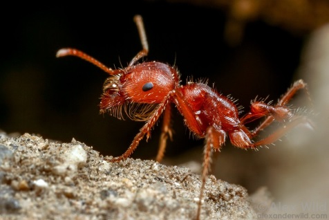 Ant